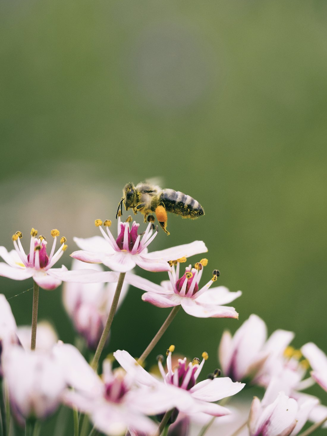 Abeille butinant une fleur rose