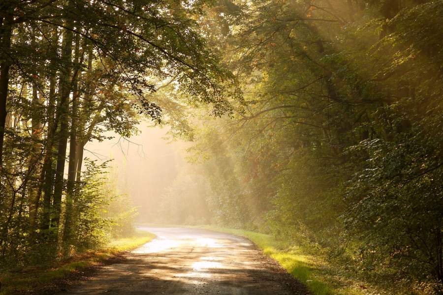 Chemin forestier dans la lumière du matin