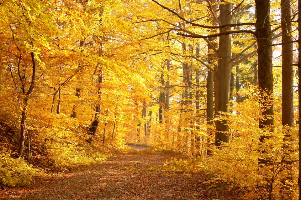 Forêt aux couleurs d’automne