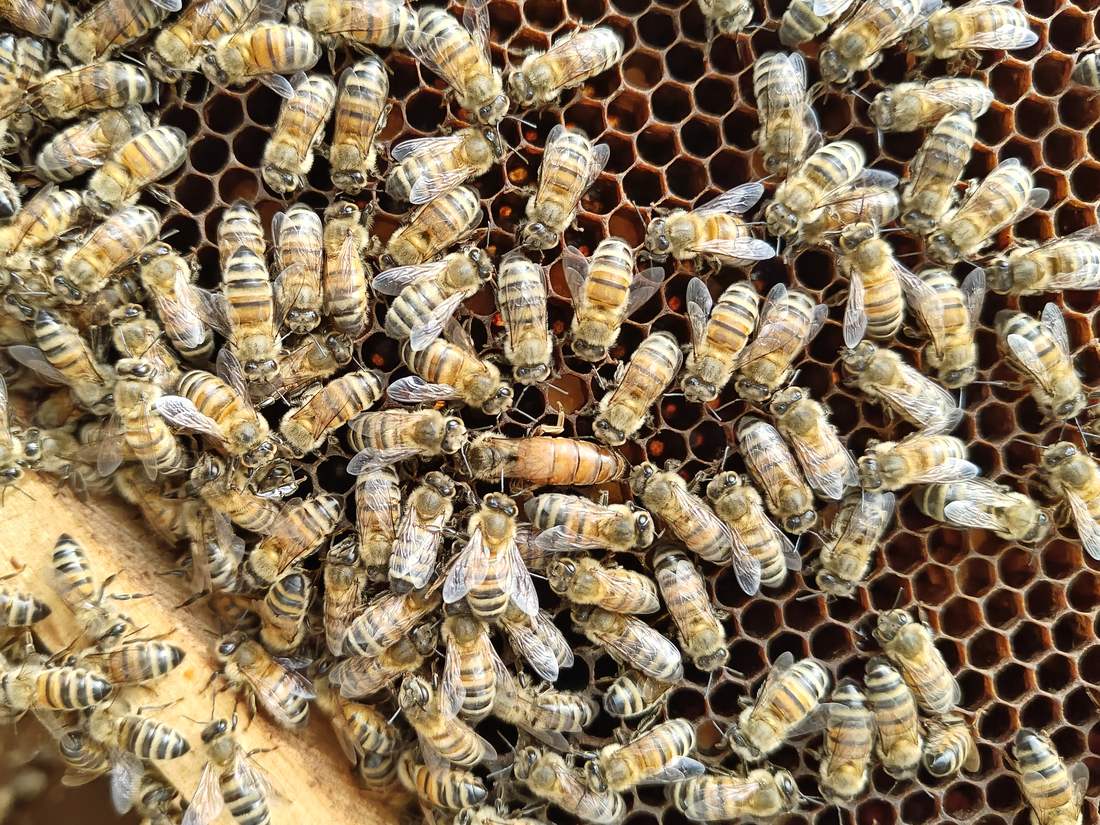 Cadre de ruche couvert d’abeilles autour de leur reine